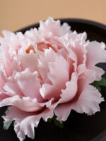 Natural The National Beauty in Full Bloom - Peony