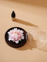 Natural The National Beauty in Full Bloom - Peony