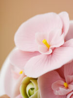 Natural Phalaenopsis-Hand Pressed Flower Diffuser-Pink