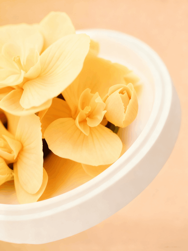 Natural Phalaenopsis-Hand Pressed Flower Diffuser-Orange