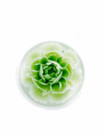 Natural Flowers in Full Bloom - Diffuser - Mint Green