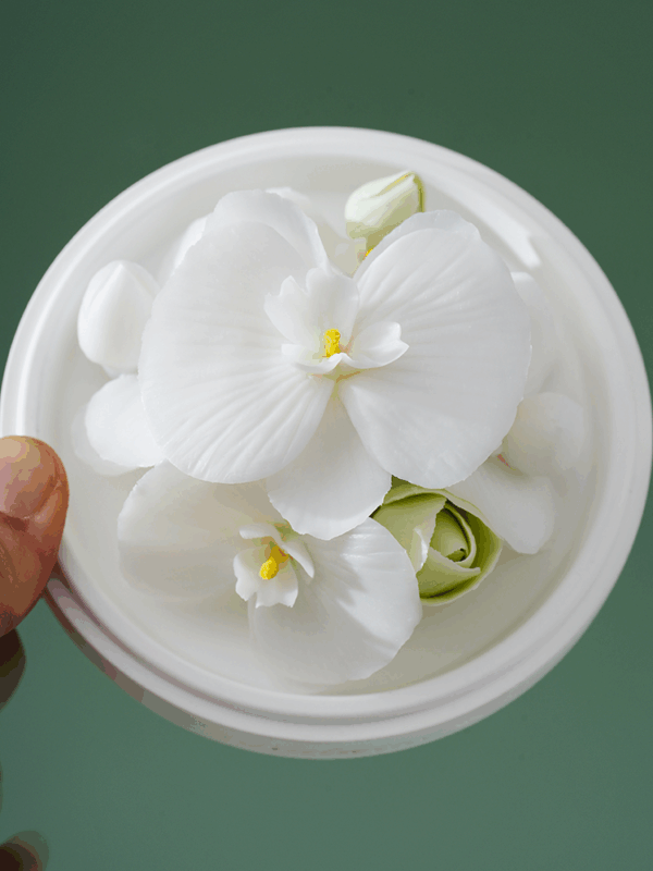 Natural Phalaenopsis