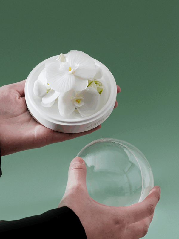 Natural Phalaenopsis